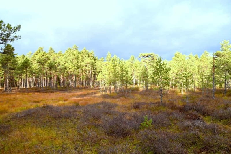 Discover Estonia–tour to Lahemaa with waterfalls and nature. - Timing, walking totals, and keeping the day enjoyable