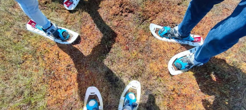 Escape from Tallinn – Hike, Swim, Forage & Cuddle Sled Dogs - Foraging for berries, mushrooms, and plants without guessing