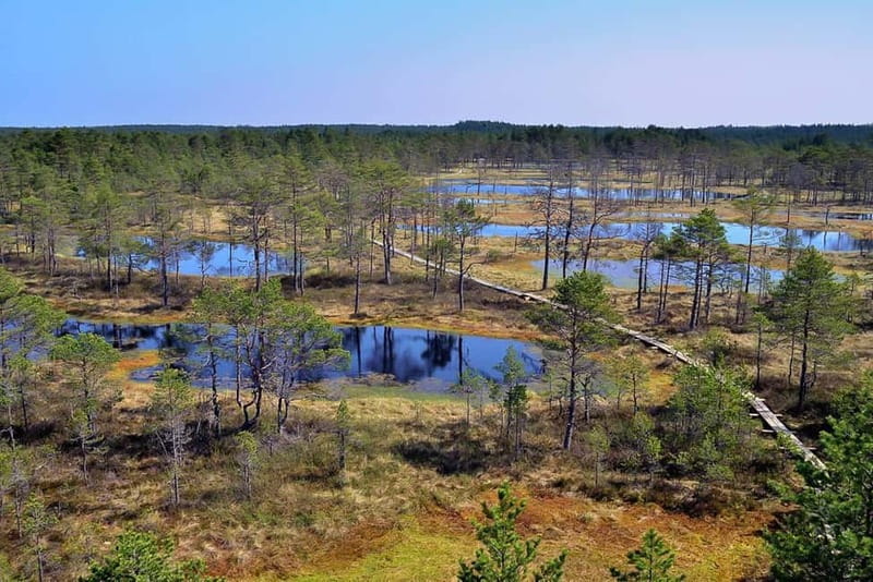 From Tallinn: Guided Bog-Shoe Hiking Tour - The bog-shoe hike itself: pools, soft ground, and the pace that keeps you confident
