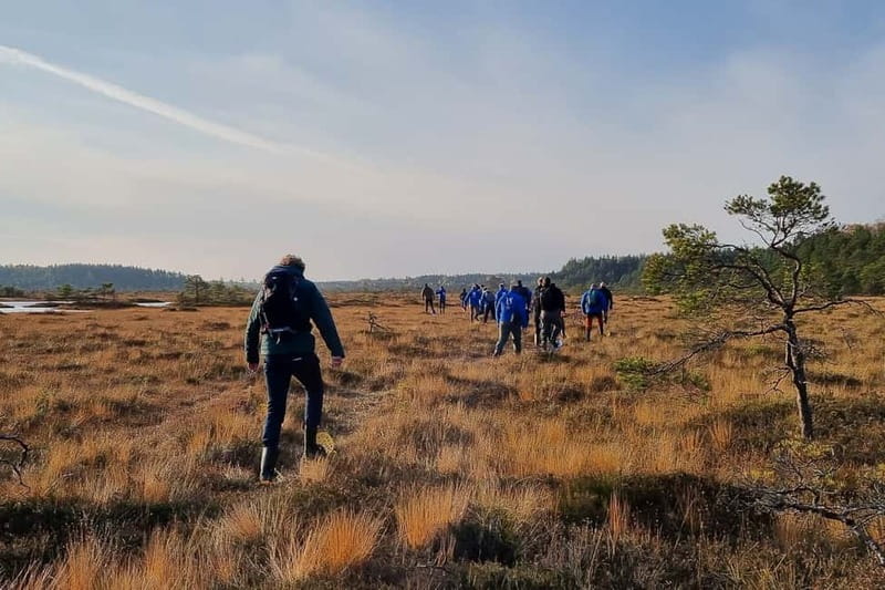 From Tallinn: Guided Bog-Shoe Hiking Tour - Midway views from the Kõnnu Suursoo lookout tower