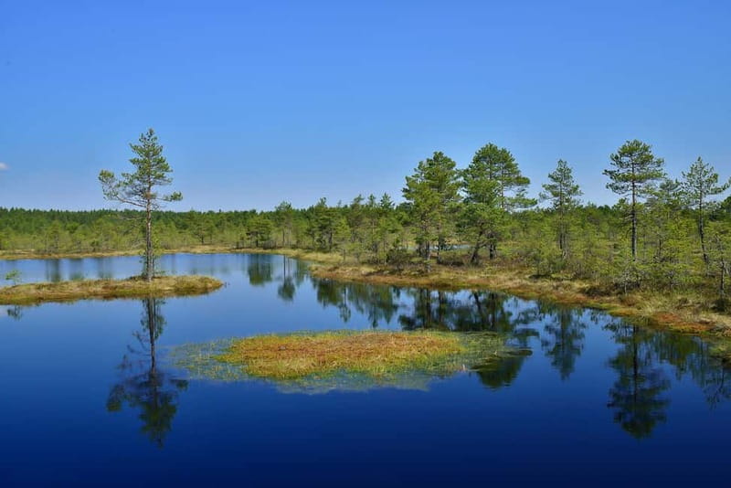 From Tallinn: Guided Bog-Shoe Hiking Tour - Price and value: is $173 per person worth it?