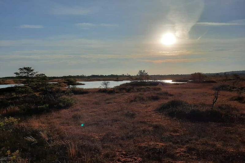 From Tallinn: Guided Bog-Shoe Hiking Tour - Who this tour suits best