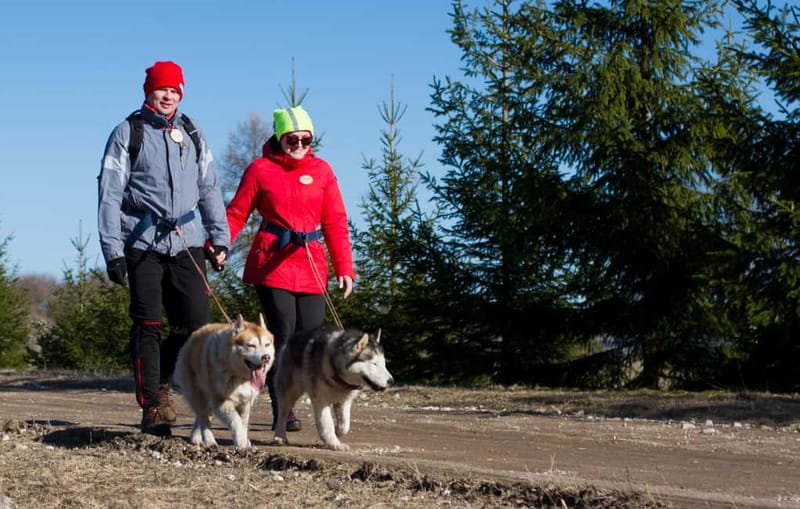 From Tallinn: Husky Park Tour with Cani-Cross Hike - Key moments to look forward to