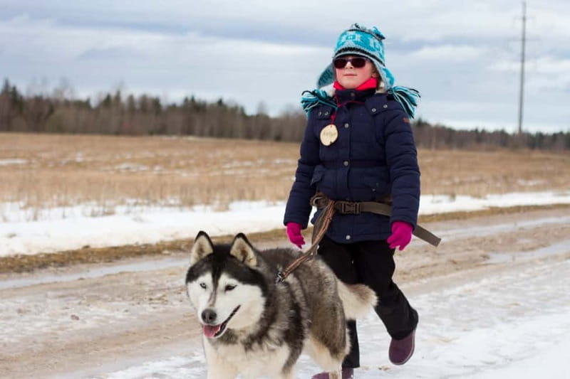 From Tallinn: Husky Park Tour with Cani-Cross Hike - Getting out of Tallinn: the 4.5-hour rhythm that works