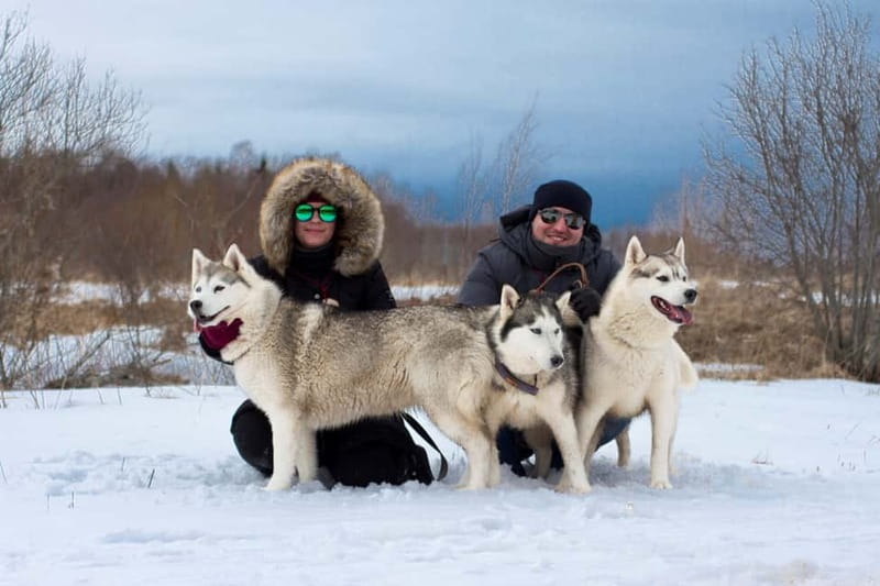 From Tallinn: Husky Park Tour with Cani-Cross Hike - Break time: warming up, a light meal, and more dog time