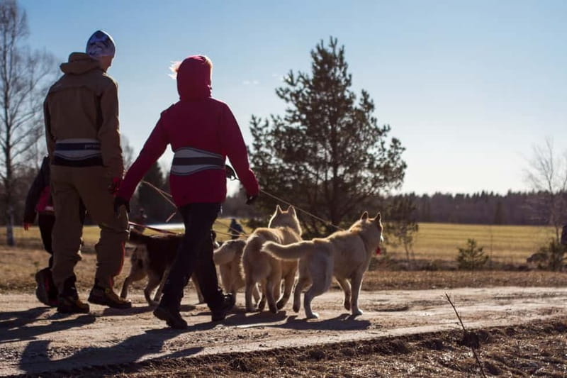 From Tallinn: Husky Park Tour with Cani-Cross Hike - Kõrvemaa sled-dog park: friendly huskies first, photos second
