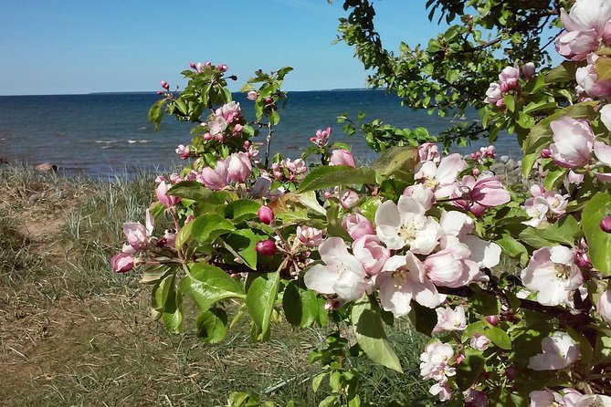 Full-Day customized Tour in Estonia. NB! Min 2 Persons - Starting point and the Old Town pickup rule