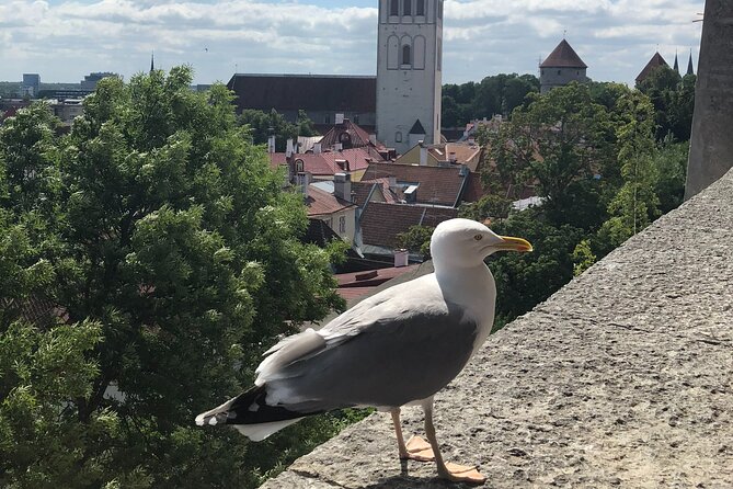 Half-Day Private Accessible City Tour in Tallinn - A 4-hour Tallinn loop that works even when mobility is limited