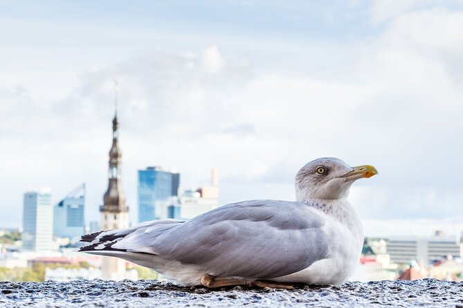 Private Custom Walking Tour with Local Guide in Tallinn - Key things to know before you book
