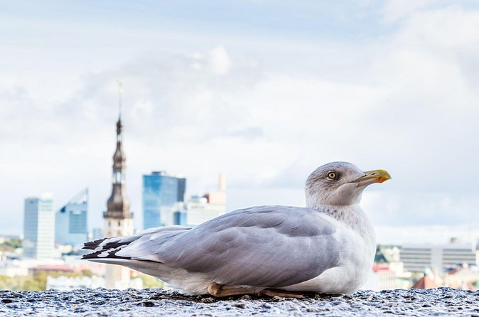Private Custom Walking Tour with Local Guide in Tallinn - Price value: $55.63 per person and when it makes sense