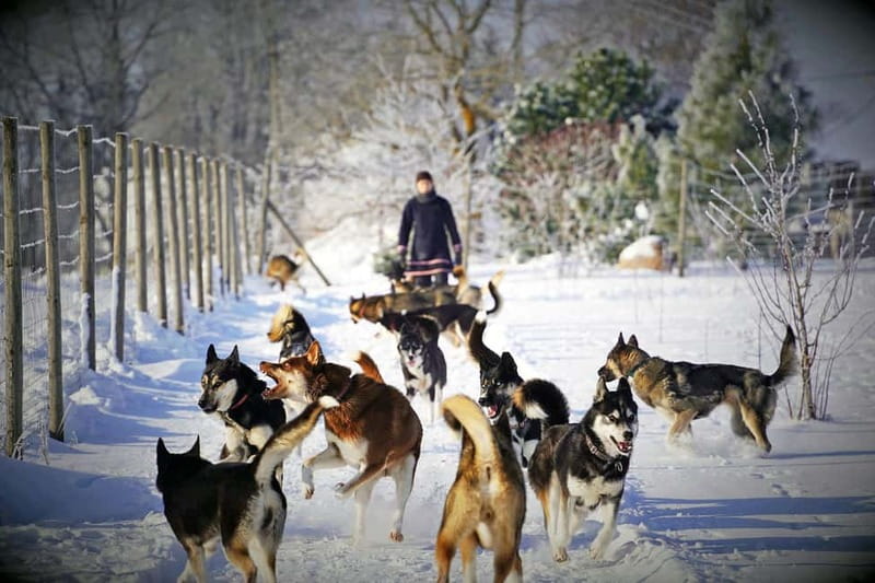 SLED DOG KENNEL VISIT TARTU COUNTRY ESTONIA - Key points before you go