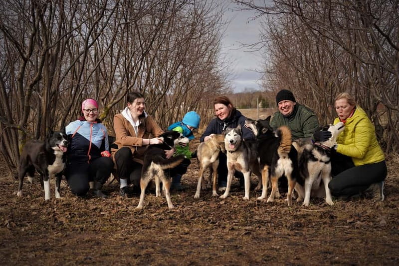 SLED DOG KENNEL VISIT TARTU COUNTRY ESTONIA - Walking, petting, and selfies with Siberian Huskies