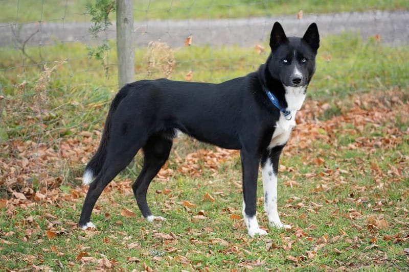 SLED DOG KENNEL VISIT TARTU COUNTRY ESTONIA - Getting value for your money, and what you actually pay for