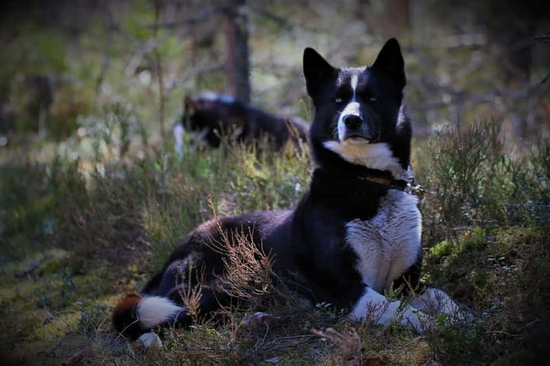 SLED DOG KENNEL VISIT TARTU COUNTRY ESTONIA - Where it fits in a Tartu Country day
