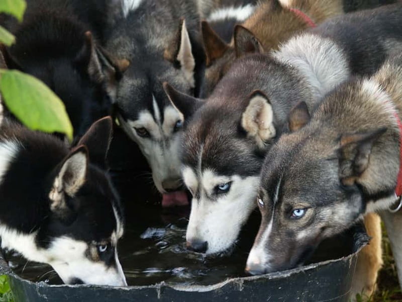 SLED DOG KENNEL VISIT TARTU COUNTRY ESTONIA - The first 10 minutes: introductions that actually matter