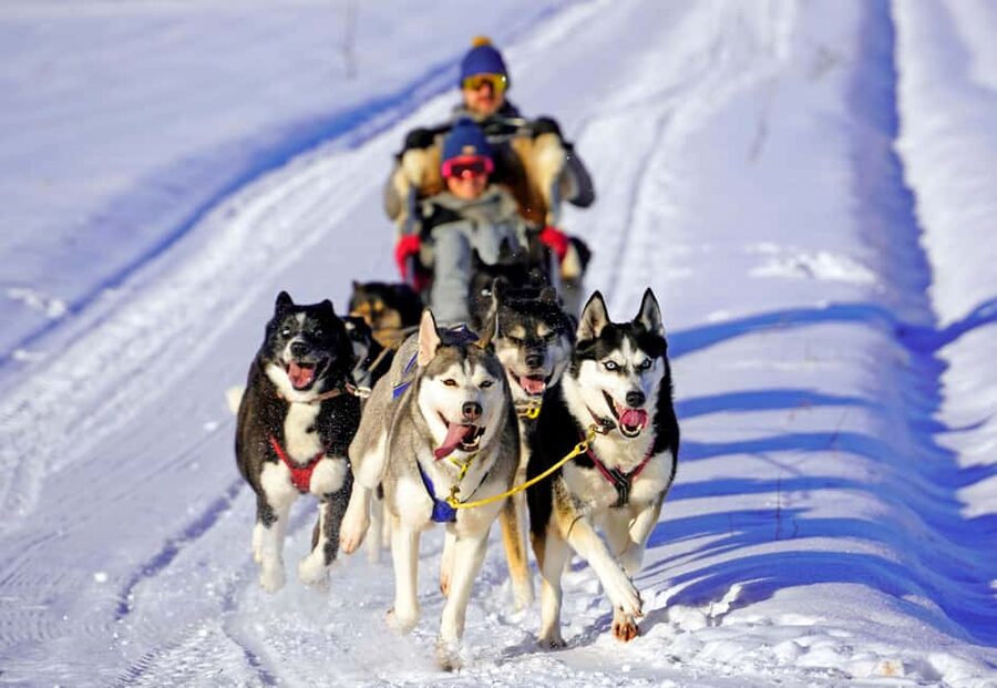 SLED DOG TOUR AND KENNEL VISIT & WITH OVERNIGHT STAY - Where Viira, Nõo Parish Turns a Ride Into a Real Kennel Visit