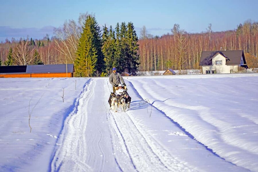 SLED DOG TOUR AND KENNEL VISIT & WITH OVERNIGHT STAY - Harnessing, Then the Ride: 1.5 km of Huskies Doing Their Job