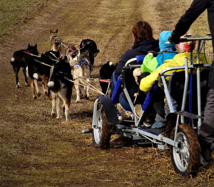 SLED DOG TOUR AND KENNEL VISIT & WITH OVERNIGHT STAY - Night at the Guesthouse: Huskies, Quiet, and the Real Estonia Feel