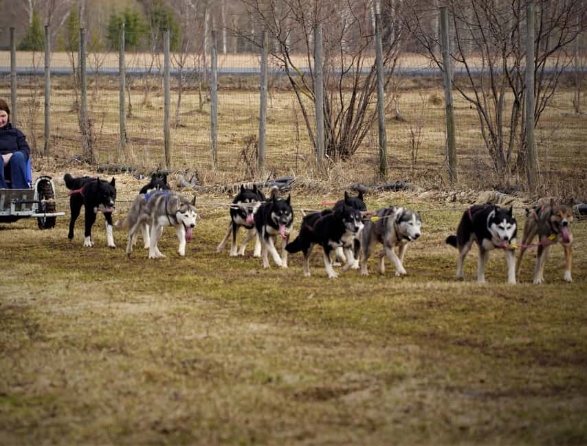 SLED DOG TOUR AND KENNEL VISIT & WITH OVERNIGHT STAY - Tallinn to Tartu, Then the Local Hop to the Farmyard