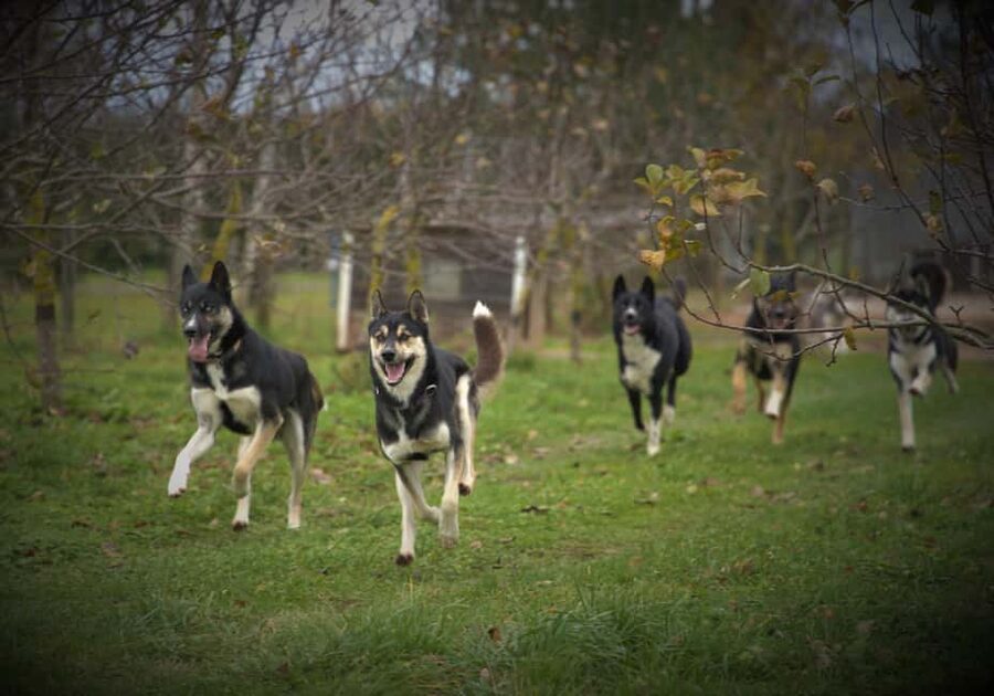 SLED DOG TOUR AND KENNEL VISIT & WITH OVERNIGHT STAY - Who This Tour Fits Best (and Who Might Reconsider)