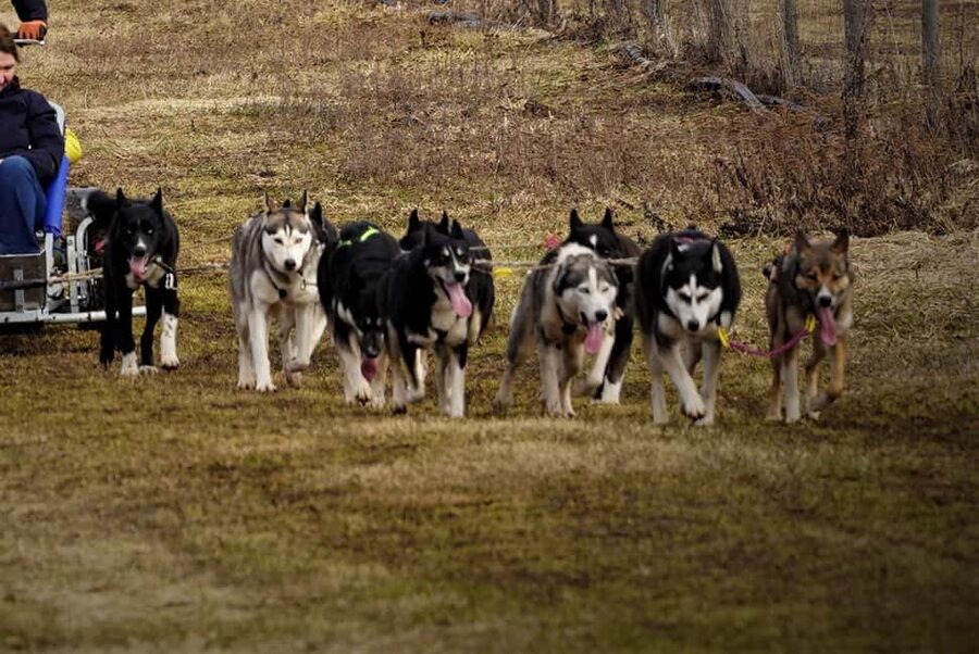 SLED DOG TOUR AND KENNEL VISIT & WITH OVERNIGHT STAY - Kennel Entry and Dog Intro, Before Anyone Even Turns You Loose