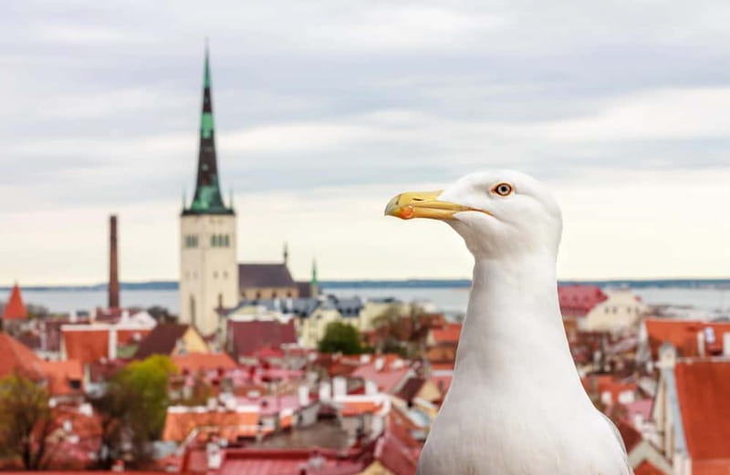 Tallinn: Guided Old Town Historical Walking Tour - Danish King’s Garden and Lühike Jalg: the Old Town walkway with personality