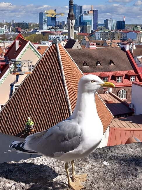 Tallinn: Lower and Upper Town (Guided Walking Tour) - Viru Gate and St. Catarina’s Passage: Where the Medieval City Starts Making Sense
