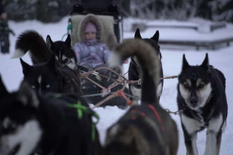 TARTU COUNTRY: SLED DOG TOUR AND KENNEL VISIT - Key points to know before you go