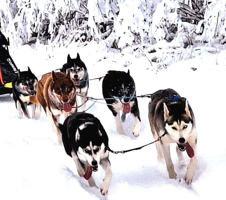 TARTU COUNTRY: SLED DOG TOUR AND KENNEL VISIT - Viira Talu and the easy Tartu County setting