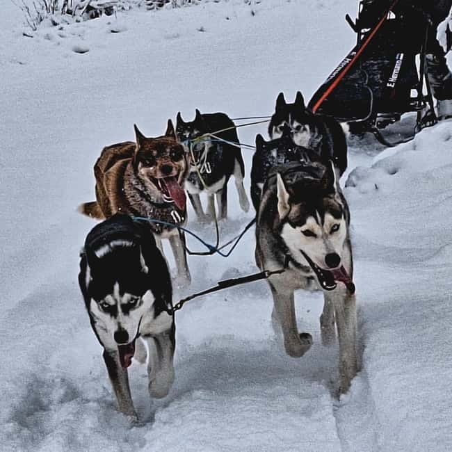 TARTU COUNTRY: SLED DOG TOUR AND KENNEL VISIT - Kennel introductions: meet the dogs as working individuals