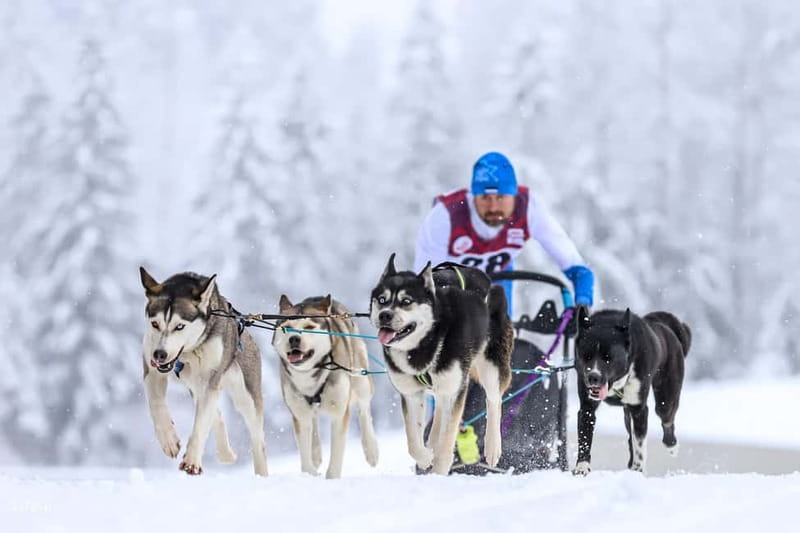TARTU COUNTRY: SLED DOG TOUR AND KENNEL VISIT - Getting the dogs ready: harness time feels real