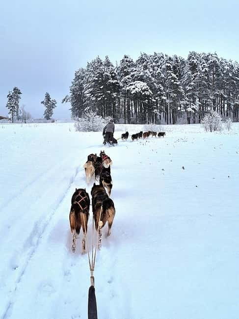 TARTU COUNTRY: SLED DOG TOUR AND KENNEL VISIT - The sled ride or wheeled cart: what you get in 10 hours