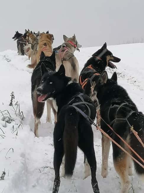 TARTU COUNTRY: SLED DOG TOUR AND KENNEL VISIT - After the ride: walking with the team and getting your favorite