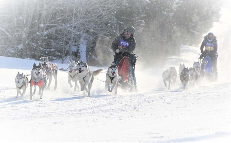 TARTU COUNTRY: SLED DOG TOUR AND KENNEL VISIT - Photos, tea, and the storytelling that makes the day stick