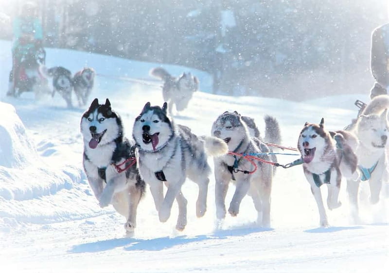 TARTU COUNTRY: SLED DOG TOUR AND KENNEL VISIT - Price and value: what $212 buys you (and why it can be worth it)