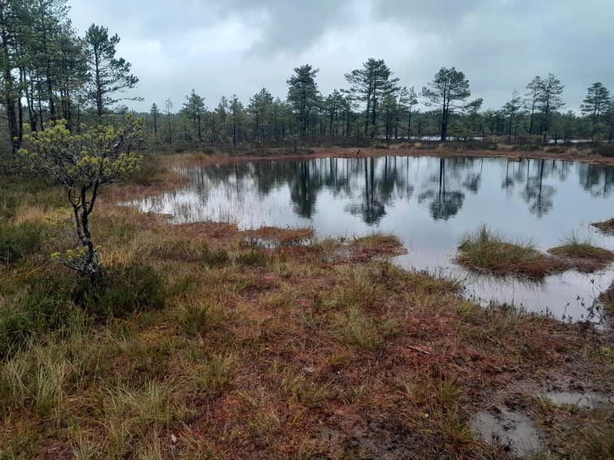 The Authentic Lahemaa daytour Carmen reisid - Viru Raba (Viru Bog) and Frozen Bog Lakes: Mood, Texture, and Quiet