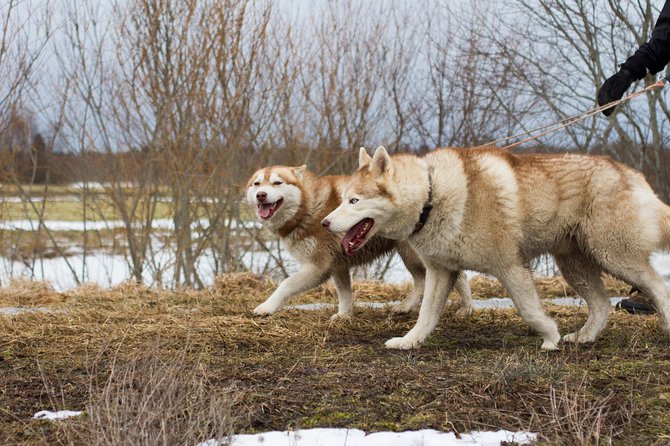 Tour to Husky Park with Cani-Cross Hike - Husky Park farm time, what you’ll learn, and how it sets up the hike