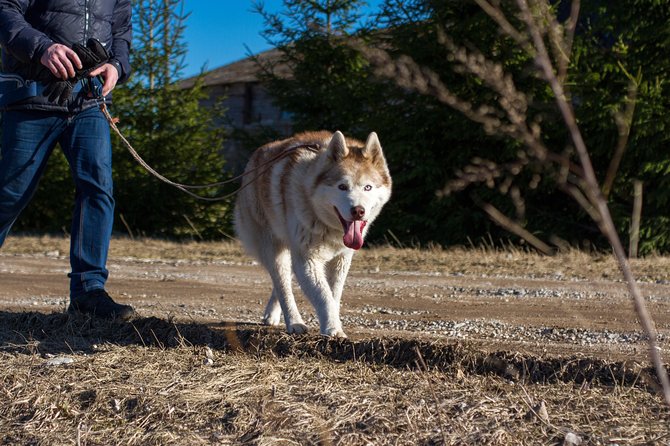 Tour to Husky Park with Cani-Cross Hike - The hike through Kõrvemaa: pace, terrain, and what to watch for
